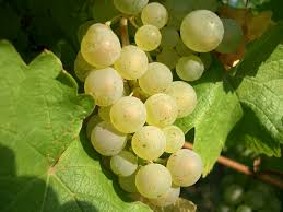 riesling grapes